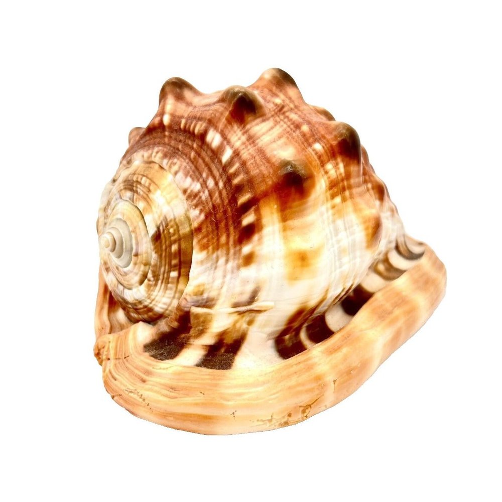 CASSIS RUFA Seashell Helmet Red Bull Mouth Cameo Conch 5.5" Coastal Gradma Beach - Picture 6 of 7